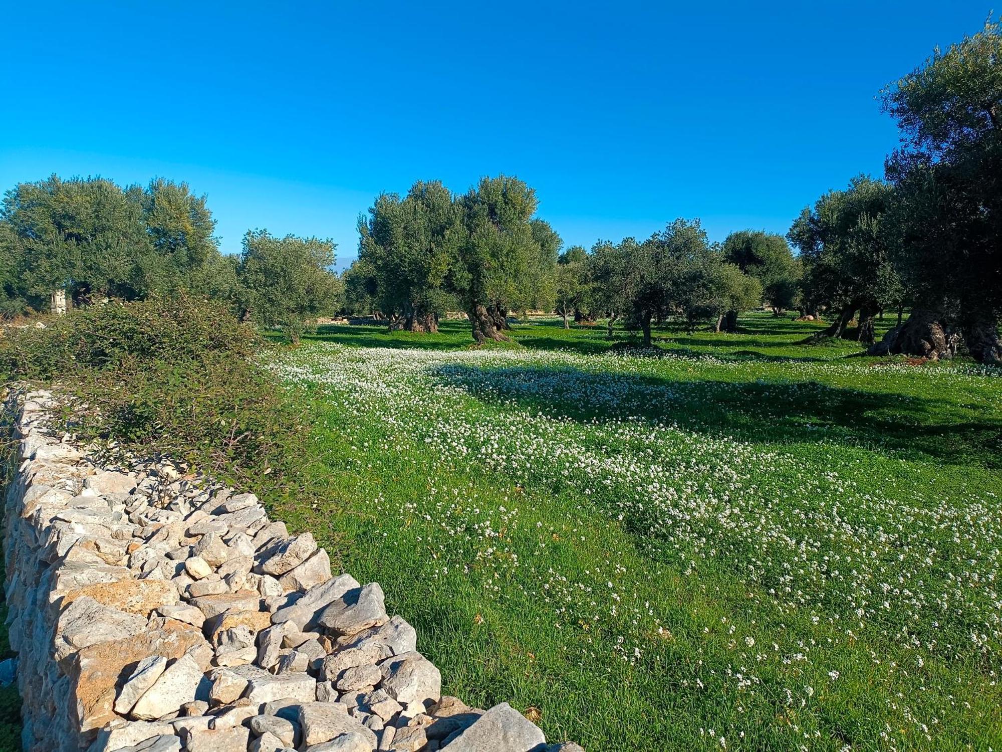 Che Vista!! Ostuni ,Sulle Bianche Mura Con Vista Mozzafiato Екстер'єр фото